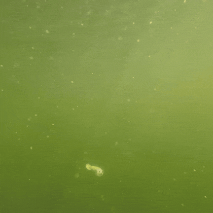 TUSH (The Ultimate Swimbait Hook)