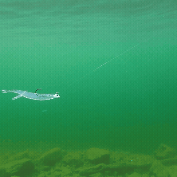 Finned Swimbait - Square 1.gif__PID:11a6fa54-3578-44f0-902d-d35906c5095b