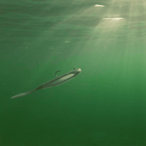 Hover Minnow Gif 2.gif__PID:eb5e6a31-174d-473b-a775-6e34984c774a