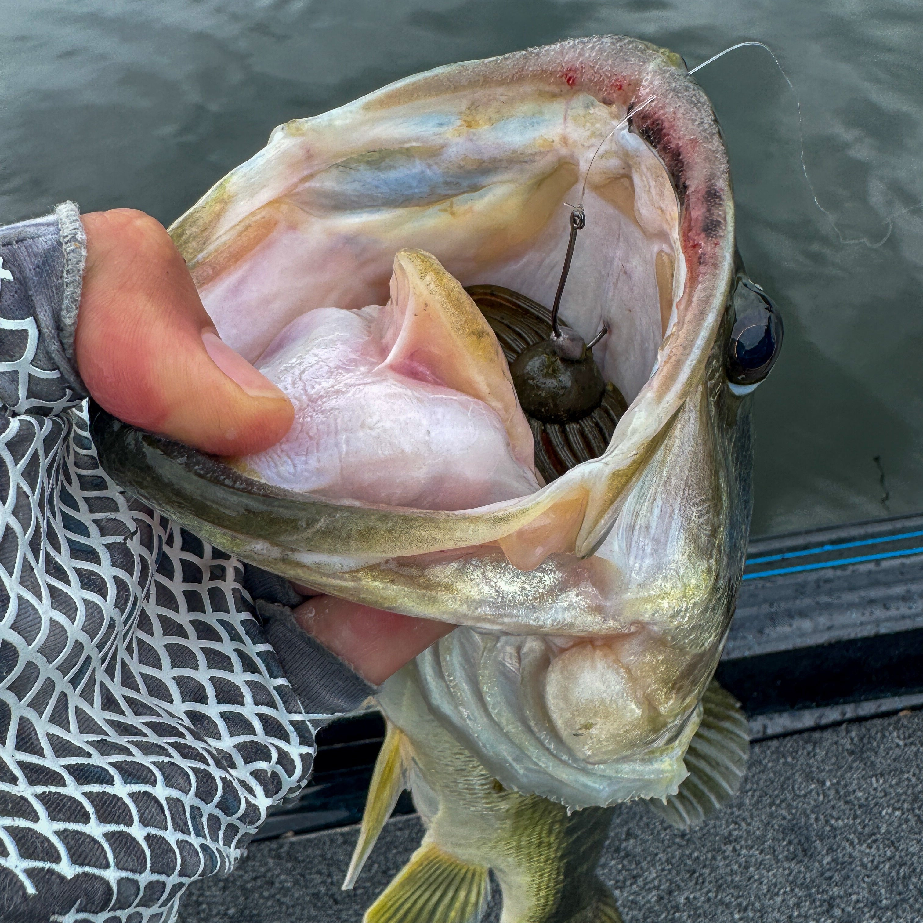 The Stache Fish 3.jpg__PID:1b351707-80b4-48c5-94e4-2482956ff209