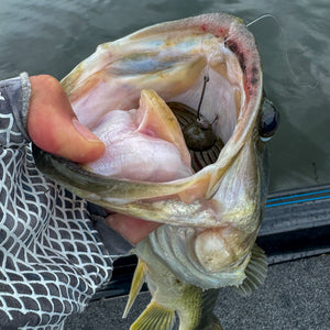 The Stache Fish 3.jpg__PID:1b351707-80b4-48c5-94e4-2482956ff209